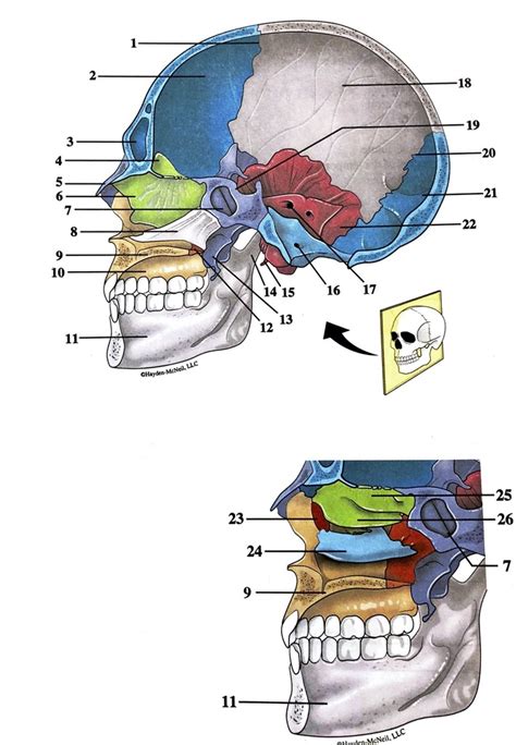 cross section  human skull diagram quizlet