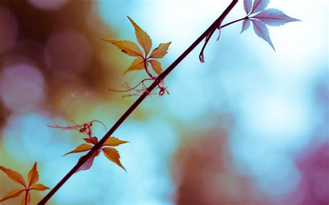 2560x1600 Nature Plants Leaves Flowers Photography Depth Of Field Sun