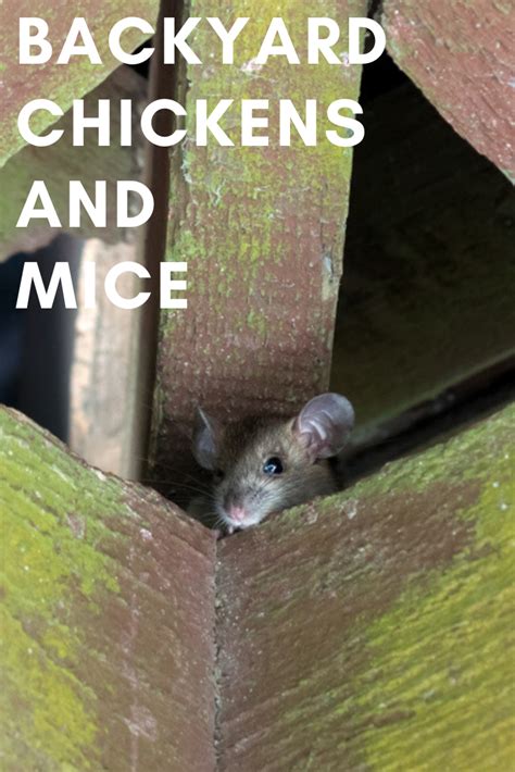 Do Backyard Chicken Attract Rats And Other Rodents Like Mice Here Are