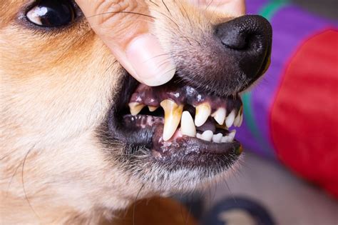 Cómo Prevenir La Formación De Placa Dental En Perros