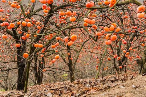 Persimmon Tree Identification Guide - Minneopa Orchards