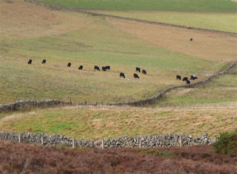 Black Cattle On Morning Hill Jim Barton Cc By Sa 2 0 Geograph