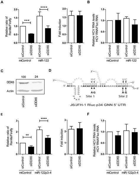 Siddx6 Depletion Decreases Hcv Translation But Does Not Affect Mir 122