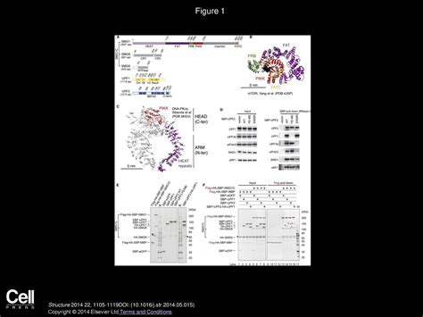 Volume 22, Issue 8, Pages (August 2014) - ppt download