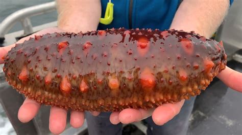 Stories From Washington Commercial Fishers Sea Cucumber Harvester