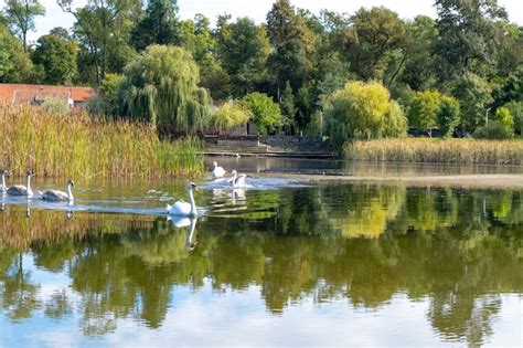 Los Cisnes Blancos Nadan En El Lago Foto Premium