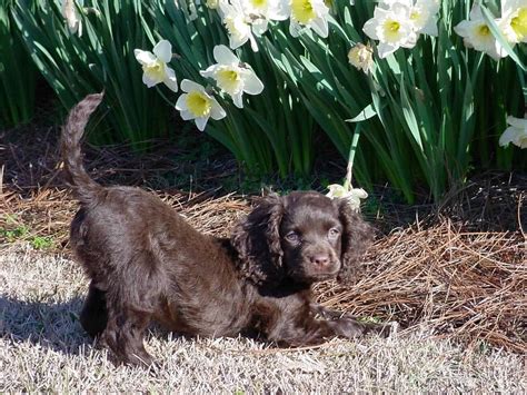 American Water Spaniel Breed Info, Care and Wallpapers