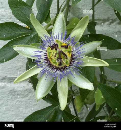 Flor de la pasionaria caerulea fotografías e imágenes de alta