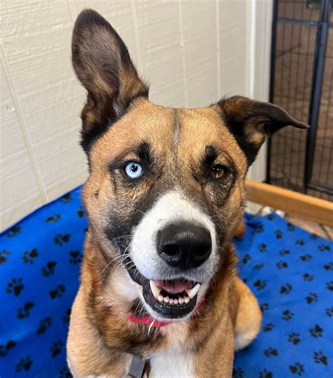 Dogs Available For Adoption Now – TUCSON RESCUE NOW