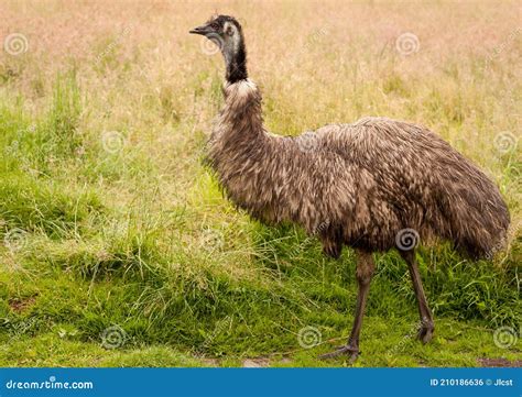 Emu Dromaius Novaehollandiae Plumage Texture Stock Photography