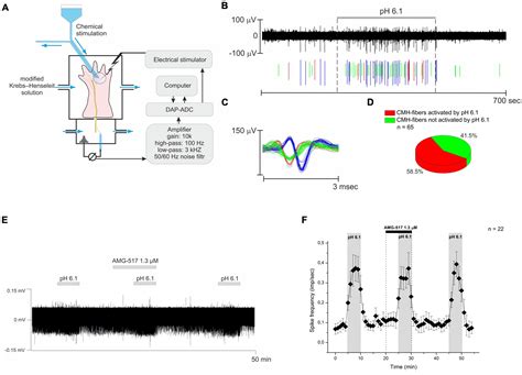 Frontiers Acid Sensing Ion Channel Blocker Diminazene Facilitates