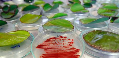 Historia De La Biotecnología Origen Línea Del Tiempo Y Mas