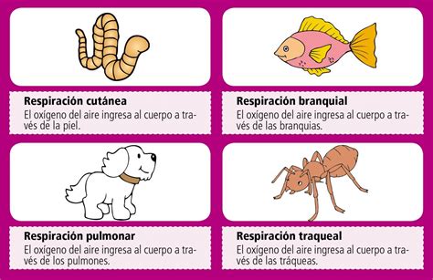 El proceso de respiración pulmonar en los animales Corporación