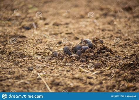 Horse Manure Compost in the Farmland Stock Photo - Image of farm, rural ...