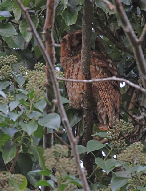 Bq A Chouette Hulotte Strix Aluco Tawny Owl Patrick Leasson