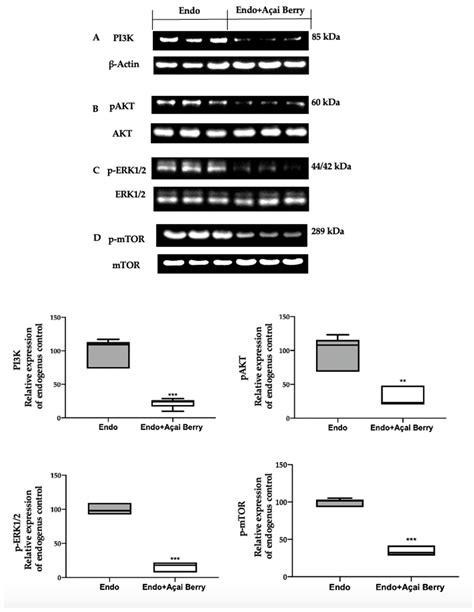 Antioxidants Free Full Text Complex Interplay Between Autophagy And