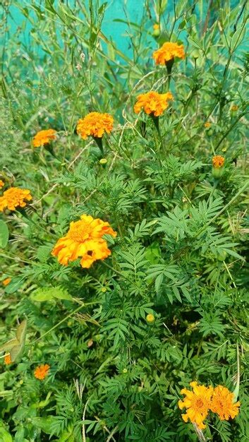 Premium Photo Merigold Flower
