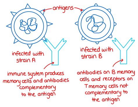 Immunity Archives Zoë Huggett Tutorials