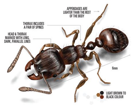 Pavement Ants | Facts & Identification, How To Get Rid Of Them