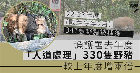 漁護署去年度「人道處理」330隻野豬 較上年度增兩倍 獨媒報導 獨立媒體