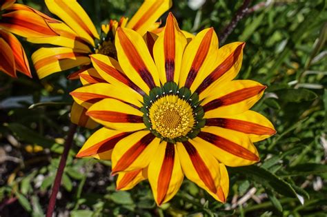 Gazania Flor Vistoso Foto Gratis En Pixabay Pixabay