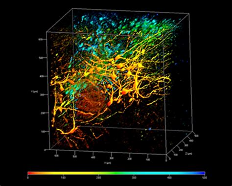 Mouse Brain Logos Biosystems Advanced Imaging Solutions For