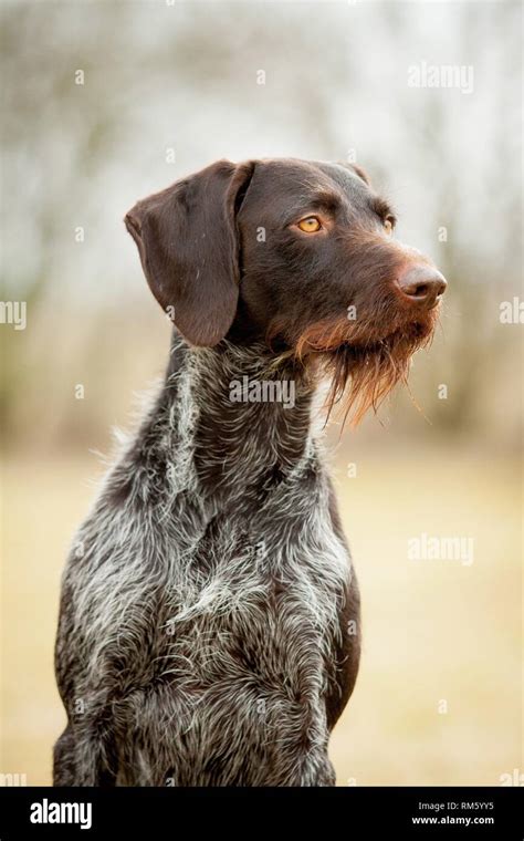 German Wirehaired Pointer Portrait Stock Photo Alamy