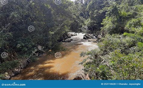 Bosque De Paisajes Fluviales Y Naturaleza Maravillosa Foto De Archivo