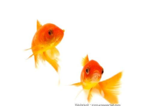 Un Magicien Chinois Apprend La Natation Synchronisée à Des Poissons Rouges