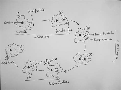 How Does An Amoeba Takes Its Foodexplain The Help Of Diagram