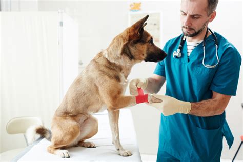 Severe Symptoms of a Sick Pet | Veterinarian in Ashburn, VA