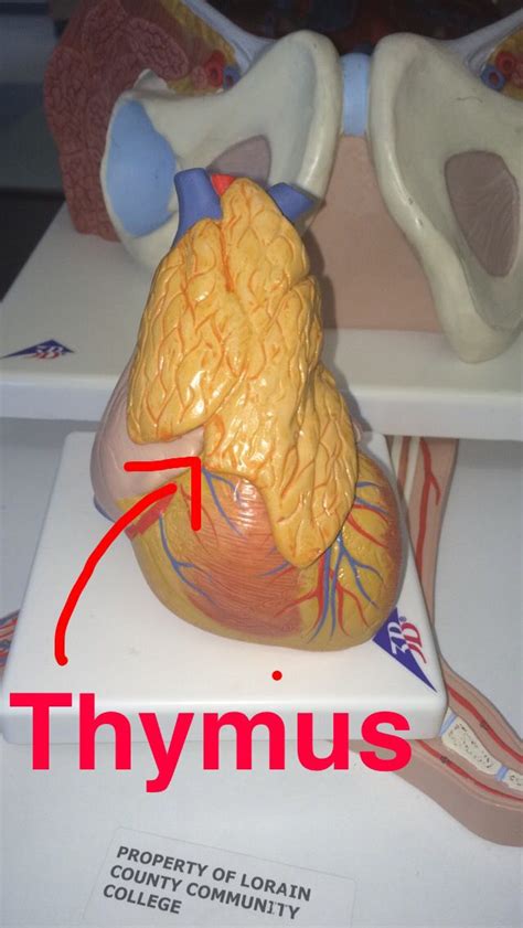 Thymus Model Anatomy And Physiology Physiology Beautiful Mexican Women