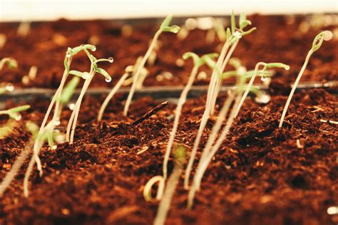 Abril Estos Son Los Alimentos Que Puedes Plantar Este Mes