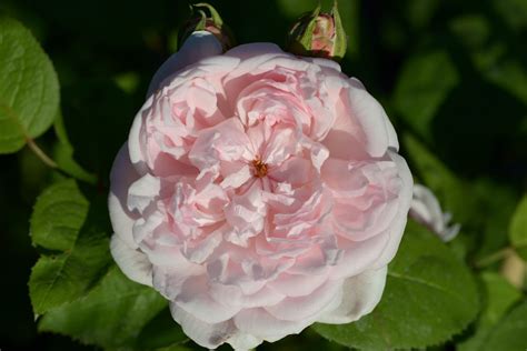 Eglantyne ® | Rose, zartrosa, 1.2 m x 1.1 m (David Austin, 1994) | Rosa ...