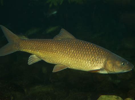 Clanwilliam Yellowfish Labeobarbus Capensis Fish The Fly South Africa