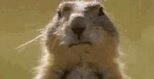 Squirrel GIFs | Tenor