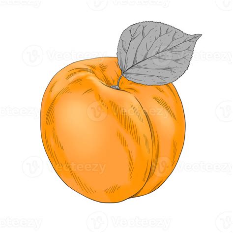 Apricot Fruit Hand Drawn Illustration 38057421 Png