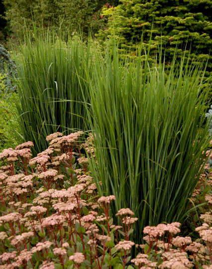 Perennial Plant Association Names Panicum Virgatum Northwind The