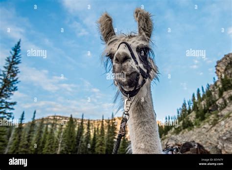 Welcome To The Weird And Wonderful World Of Llamas Llama Trekking Is