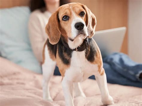 Waarom Is Mijn Hond Onrustig Oorzaken En Oplossingen Hier