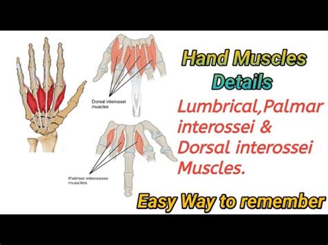 Hand Muscles Anatomy Lumbricals Palmar Interossei Dorsal