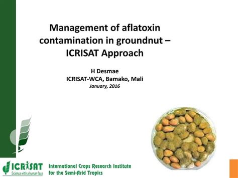 Aflatoxin Impacts And Management