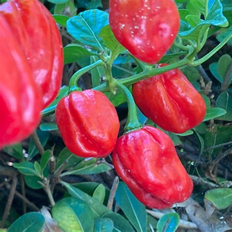 Caribbean Red Habanero Pepper Seeds Tyler Farms