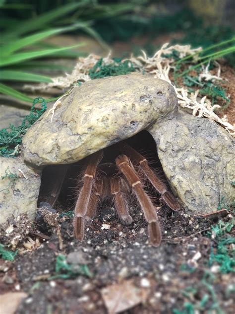 Goliath birdeater | Tarantula Forum