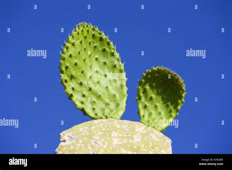 Junger Kaktus Hi Res Stock Photography And Images Alamy