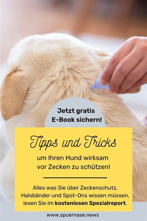 Warum Sind Zecken So Gef Hrlich F R Ihren Hund Zecken Hund Zecken