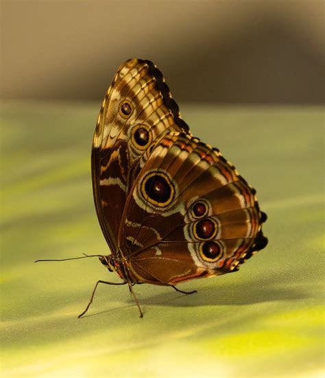 Schmetterling Gemeinsame Morphos Kostenloses Foto Auf Pixabay Pixabay