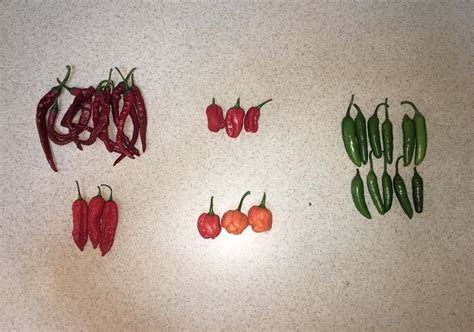 Love My Small Harvest Rhotpeppers