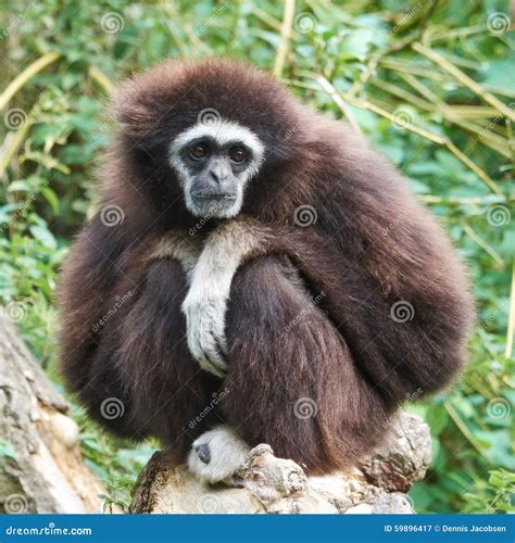 Lar Gibbon Hylobates Lar Stock Image Image Of Habitat 59896417