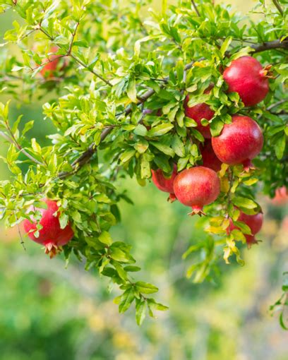 Wonderful Pomegranate Trees For Sale At Arbor Day S Online Tree Nursery Arbor Day Foundation